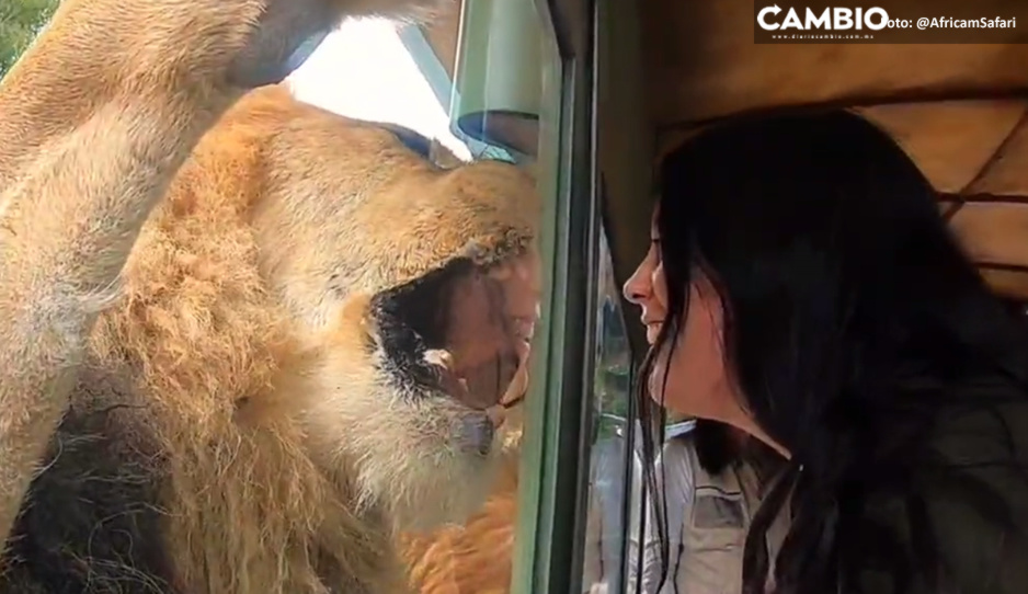 ¡Ay nanita! Ahora podrás alimentar a los leones en Africam Safari (VIDEO)