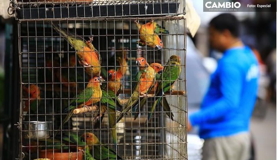 ¡Qué poca! Cazadores incrementan venta ilegal de aves exóticas en Tlacuilotepec