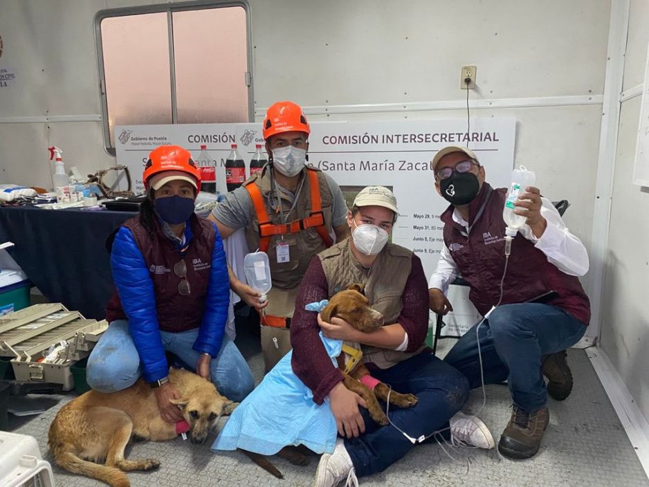 Perritos Spike y Spay rescatados en el socavón estaban deshidratados