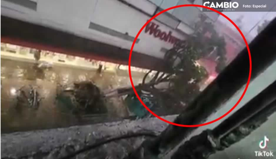 ¡No mms, se cayó! Así reaccionó joven ante la caída de árbol que mató a un niño en la 5 de Mayo (VIDEO)