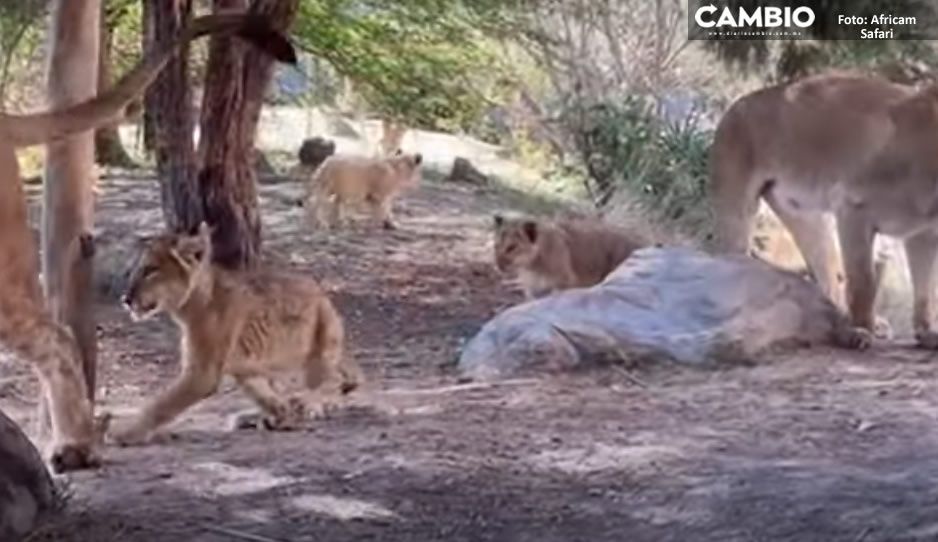 VIDEO: Africam Safari tiene tres nuevos leones bebé ¡Conócelos!
