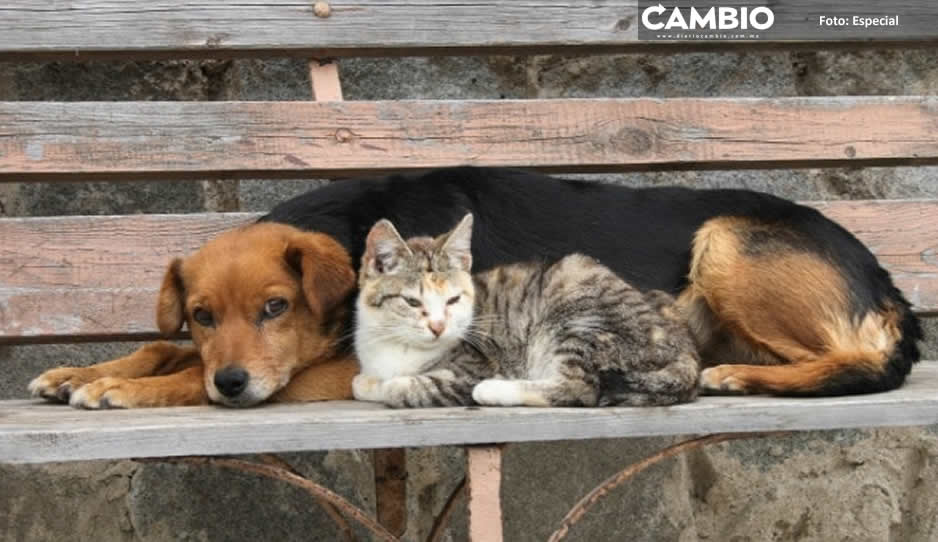 ¡Wey no! Más de medio millón de gatos y perros han sido abandonados en Puebla