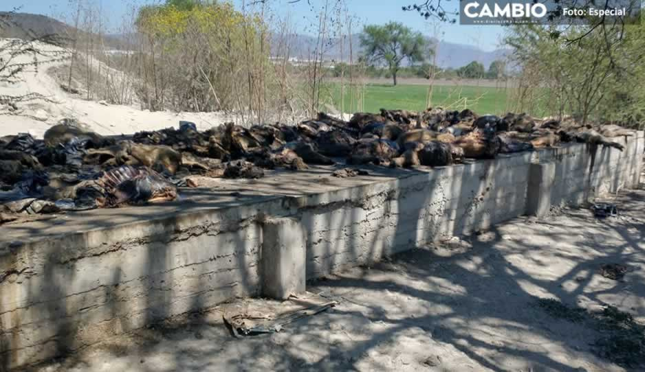 Localizan decenas de cerdos en estado de descomposición en Tehuacán