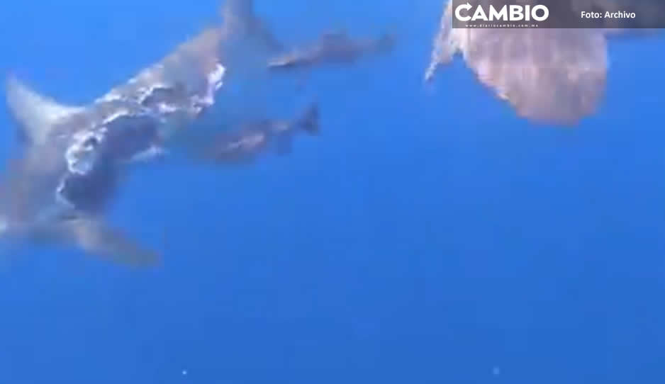 FUERTES IMÁGENES: Captan a tiburón &#039;zombie&#039; nadando sin la mitad de su cuerpo