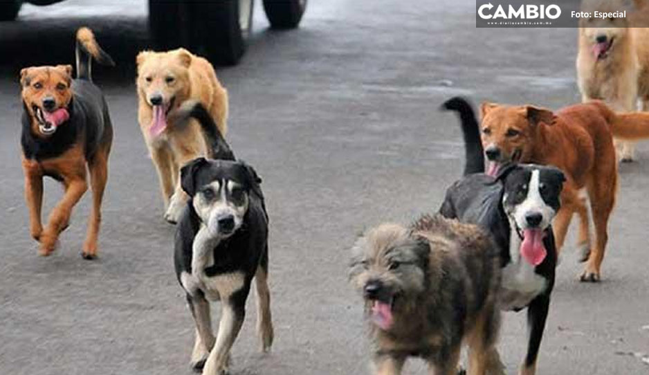 Regidores rebeldes rechazan creación de bienestar animal en Izúcar de Matamoros