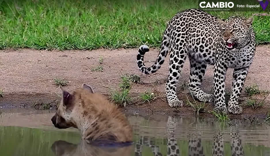 VIDEO: Fotógrafo capta brutal enfrentamiento entre leopardo y una hiena en Sudáfrica