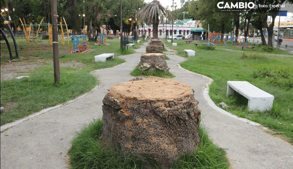 Gobierno de Claudia culpa a cambio climático del ecocidio en Analco: palmeras estaban infectadas