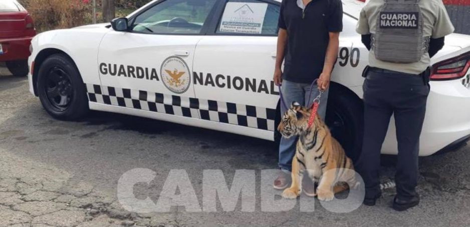 Guardia Nacional rescata a tigre poblano de la Libertad; hay un detenido