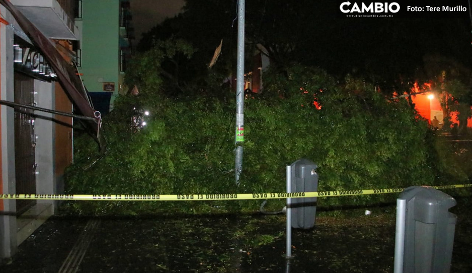 Árbol caído en la calle 5 de mayo deja un menor muerto; su mamá está gravemente lesionada (FOTOS y VIDEO)