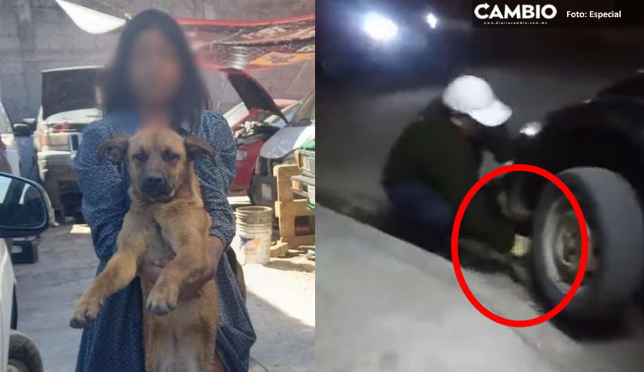 Rescatan y adoptan a perrito tirado a la barranca por un desalmado en San Jerónimo Caleras