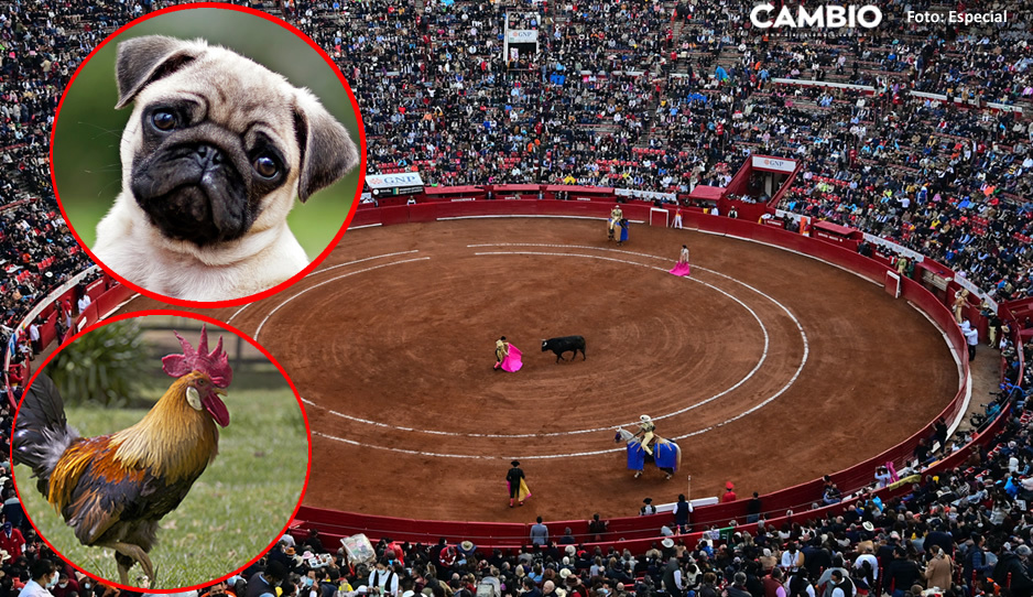 Busca diputada prohibir corrida de toros, pelea de gallos y perros en Puebla