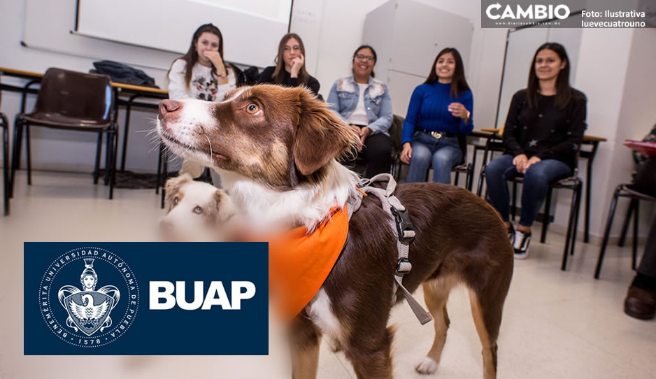 BUAP prepara un centro de apoyo emocional y terapia ocupacional con animales