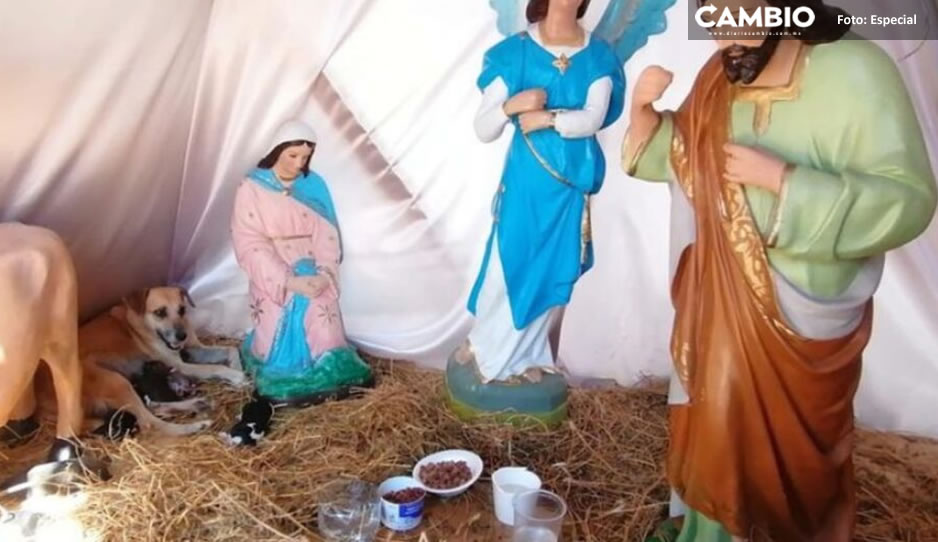 ¡Milagro de Dios! Perrita da a luz en pleno nacimiento navideño (FOTOS)