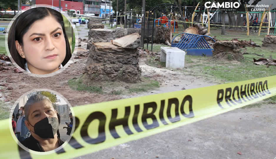 ¡Claudia ecocida! Dejó morir las palmeras del Parque de Analco, revela Medio Ambiente
