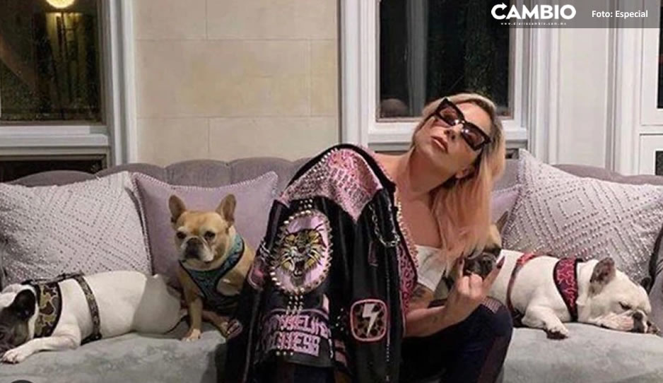 Delincuente que secuestró a perritos de Lady Gaga recibe condena de 6 años