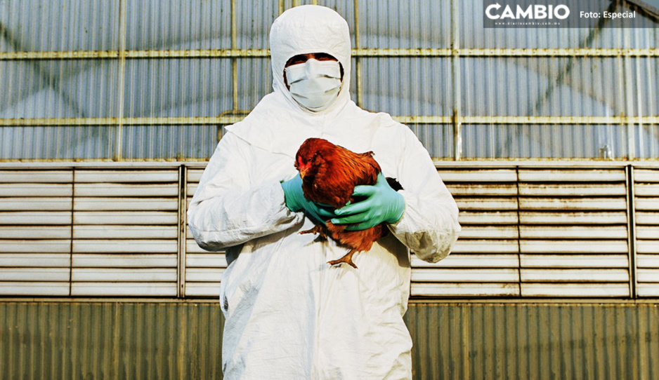 China reporta primer caso de gripe aviar H3N8 en humanos; afirman que no es peligroso