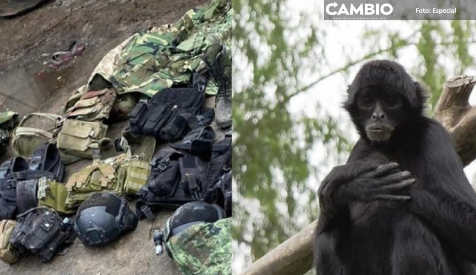 VIDEO: Lanzan corrido para monito sicario abatido en Texcaltitlán