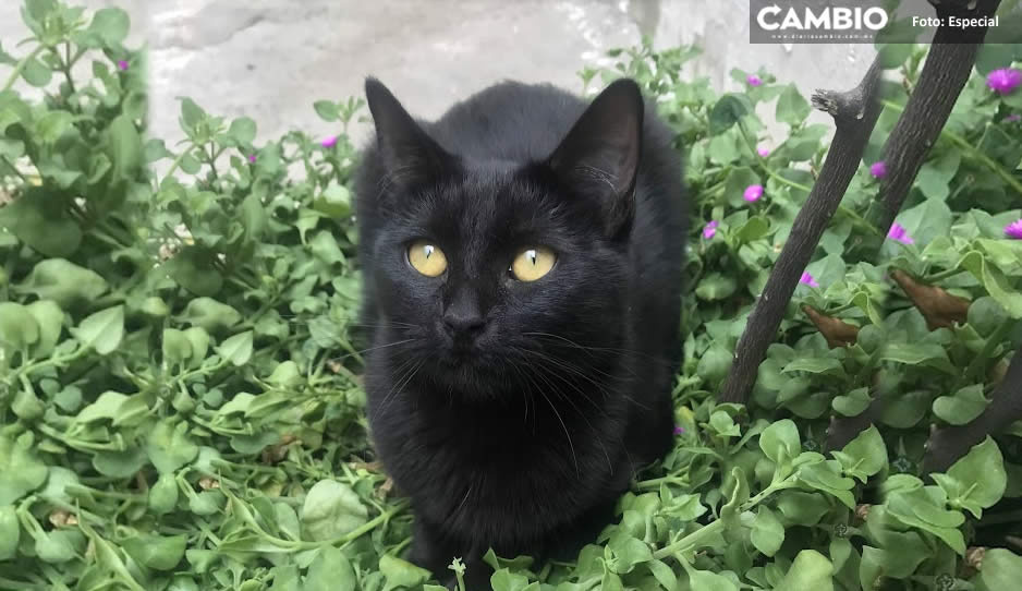 ¡Cuida a tus mascotas! Advierten cárcel por sacrificio de animales en rituales del Día de Muertos