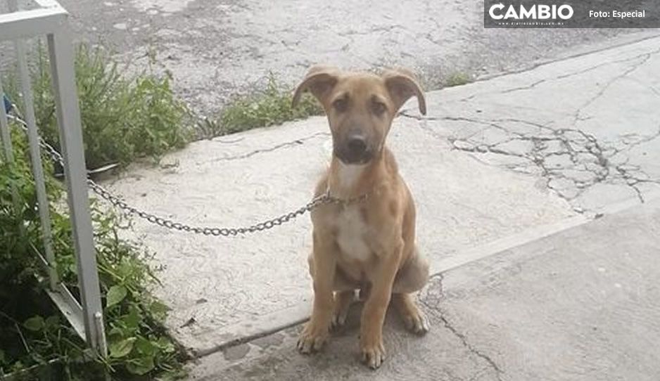 Cachorrito es encadenado y abandonado en Bosques de Amalucan ¡Ayúdalo a encontrar un hogar!