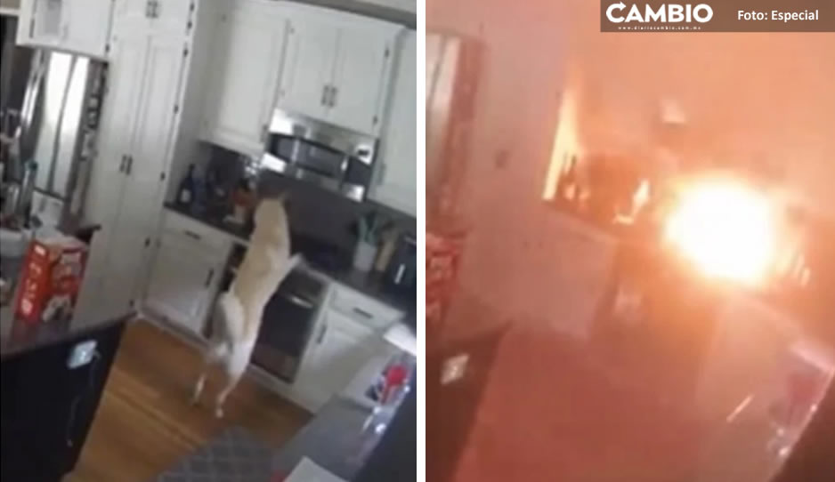 Lomito travieso incendia “accidentalmente” la casa de sus dueños (VIDEO)