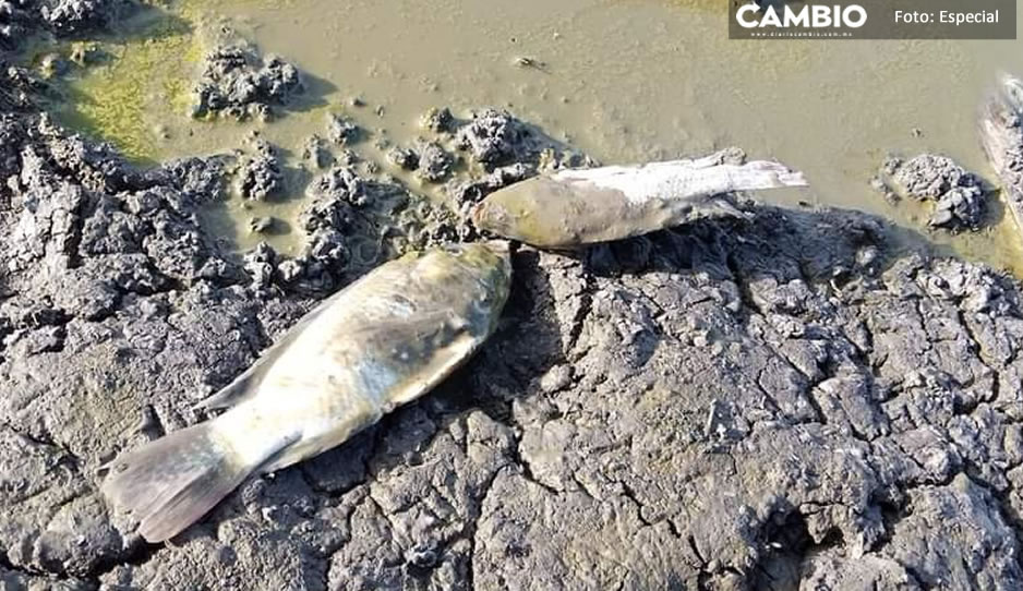 Cientos de mojarras mueren por sequía del jagüey “Las Lunas” en Xochitlán (VIDEO)