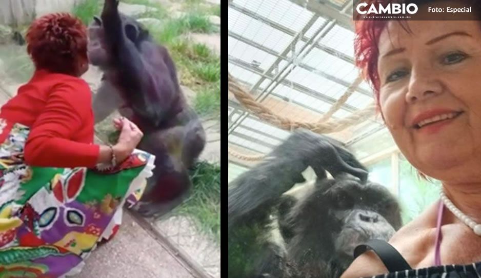 Vetan a mujer de zoológico; asegura que tenía un &quot;romance&quot; con uno de los chimpancés