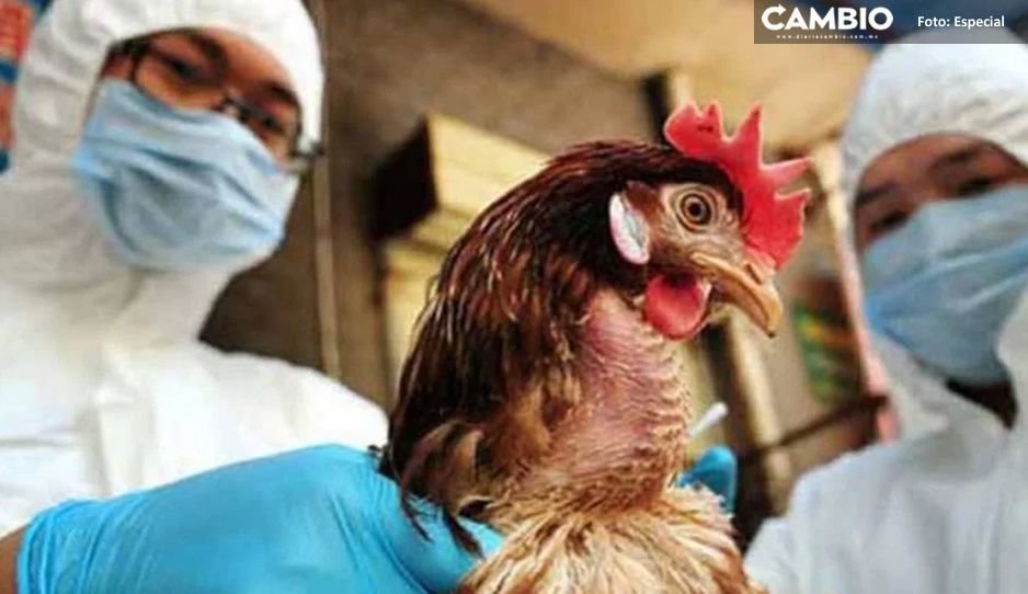 ¿Nueva cepa? China reporta primer caso en el mundo de gripe aviar en humanos