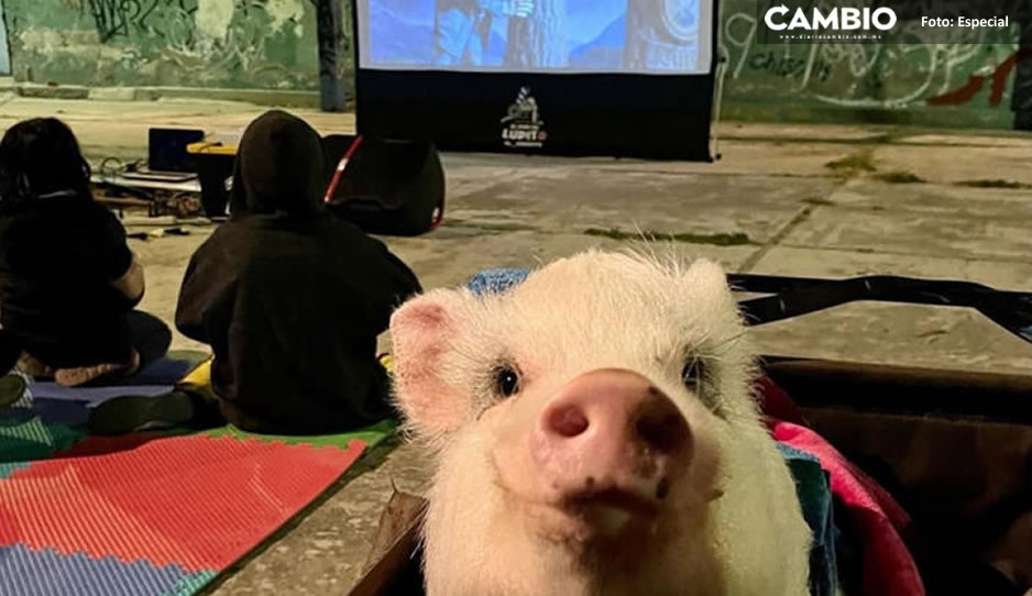 ¡Oink, Oink! &quot;Lupito el cerdito&quot; nuevo embajador de derechos humanos y medio ambiente de Puebla