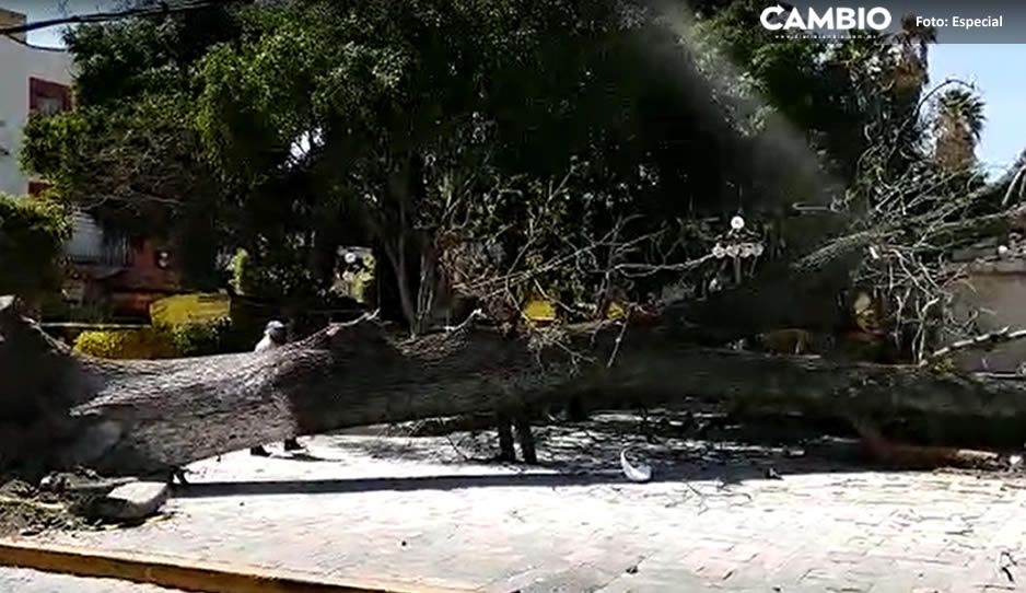 VIDEO: Cae árbol en pleno zócalo y provoca pánico en Texmelucan