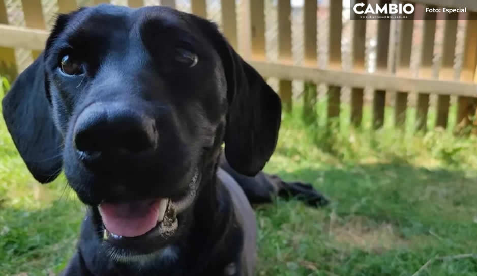 ¡Ay no! Aerolínea envía por error a una perrita a Arabia Saudí, viajaba a EU