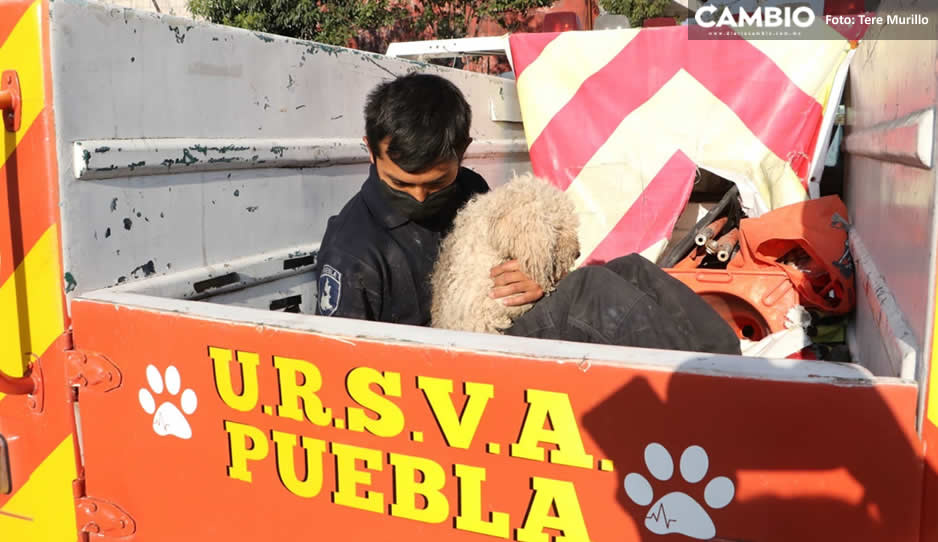 ¡Bravo! Rescatistas salvan de morir calcinados a 50 animalitos en explosión de Xochimehuacan