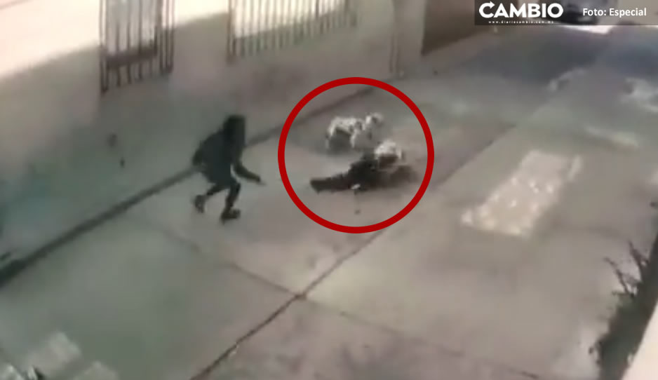 ¡Otra de perros pitbull! Así atacaron y arrastraron a niñita de tres años (FUERTE VIDEO)
