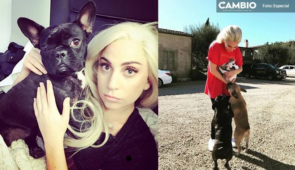 ¡Secuestran a perritos de Lady Gaga! Ofrece 10 millones para recuperarlos (VIDEO)