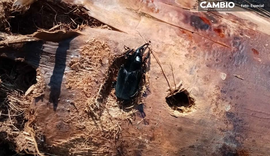 Este es el escarabajo asesino que está matando las palmeras de Analco (VIDEO)