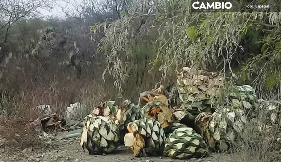 Continúa el saqueo de plantas endémicas de la Biosfera Tehuacán-Cuicatlán
