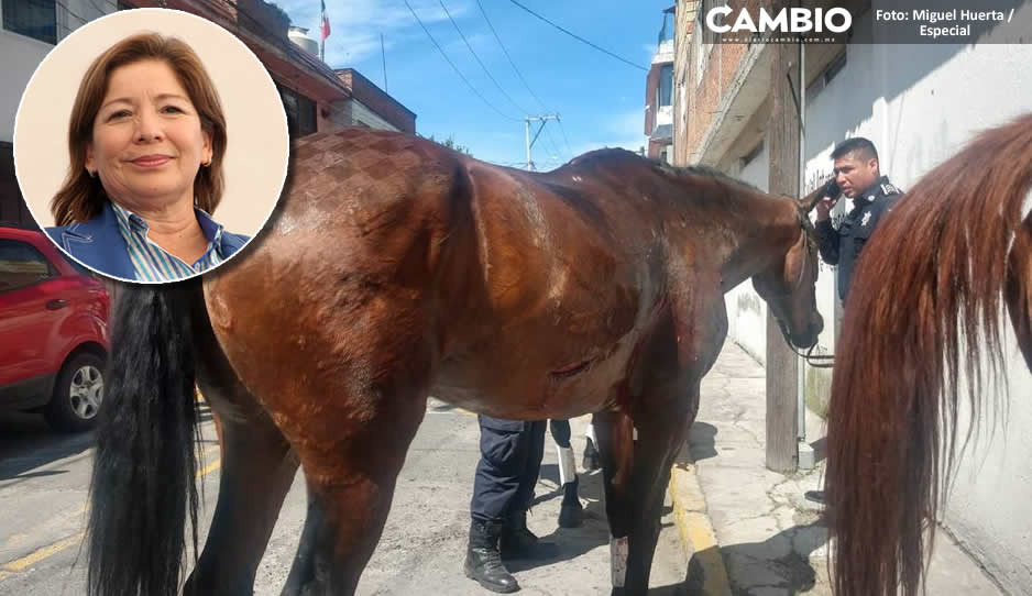 ¡Marisol se llevó hasta los caballos! Desapareció 36 animales del Ayuntamiento de Tecamachalco