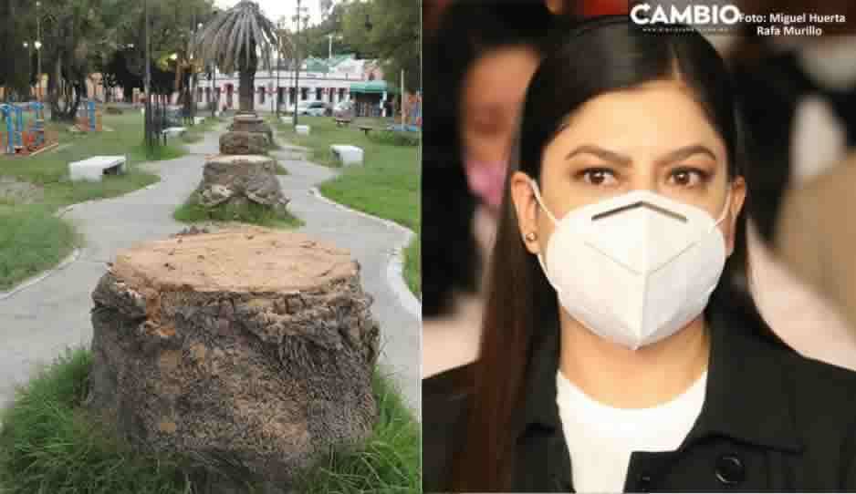 Palmericidio de Claudia se pudo evitar con tratamiento preventivo, afirman ambientalistas