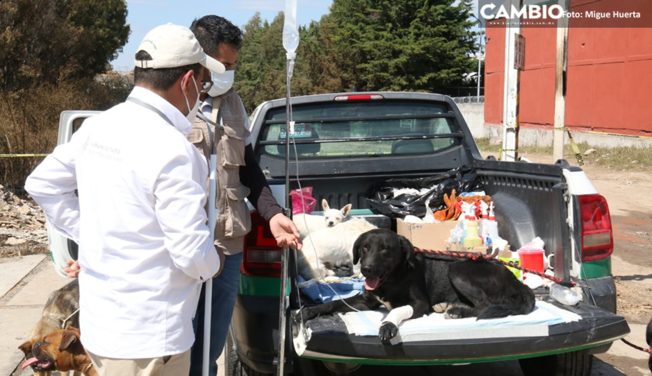 ¡Pobrecitos! Hallan 528 animalitos muertos en la zona de la explosión en Xochimehuacan