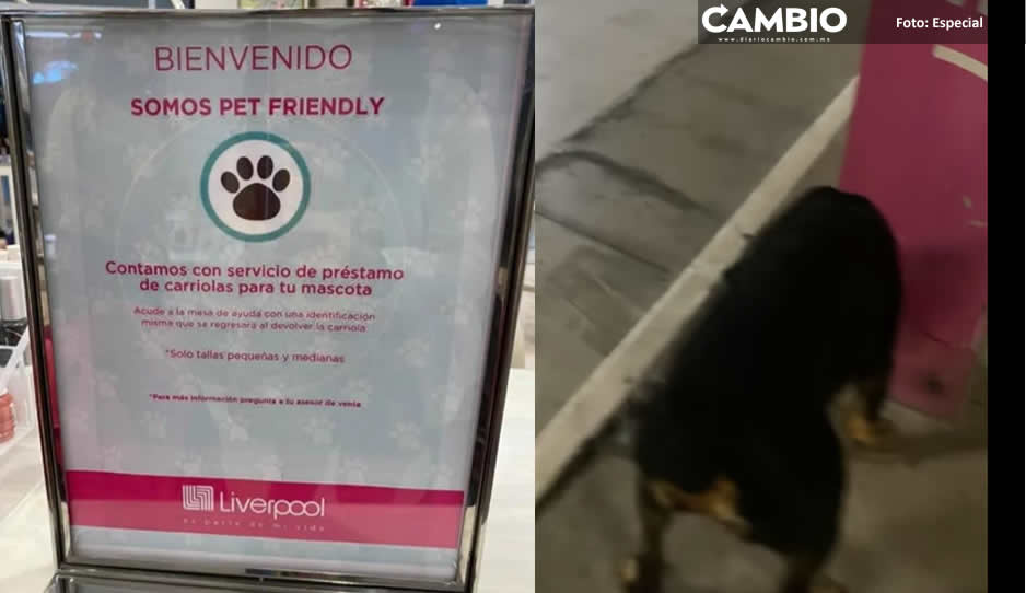 Liverpool Angelópolis presume ser Pet Friendly pero no dejaron entrar a esta perrita (VIDEO)