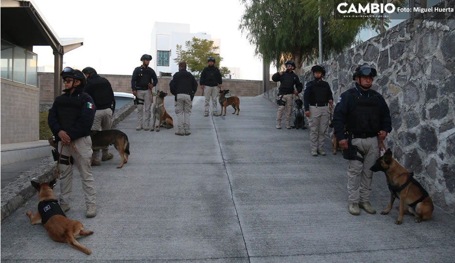 Estos son los 10 perritos que se unen a la Unidad Canina de la SSC de Puebla (VIDEO)