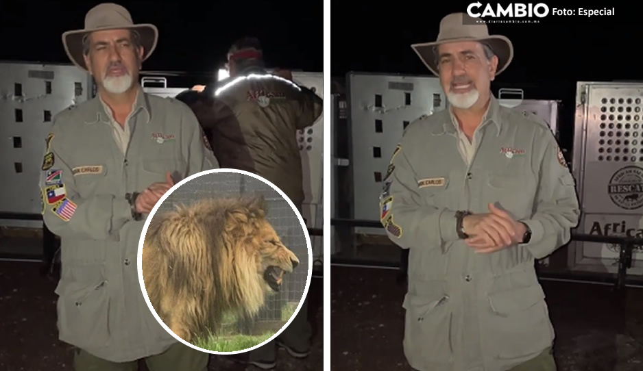 Africam Safari recibe a 12 felinos maltratados del santuario Black Jaguar - White Tiger (VIDEO)