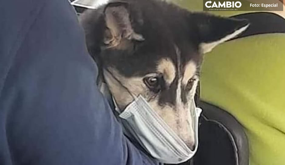 FOTO: Lomito poblano sí es obediente; usa cubrebocas en el transporte público ¡qué tierno!