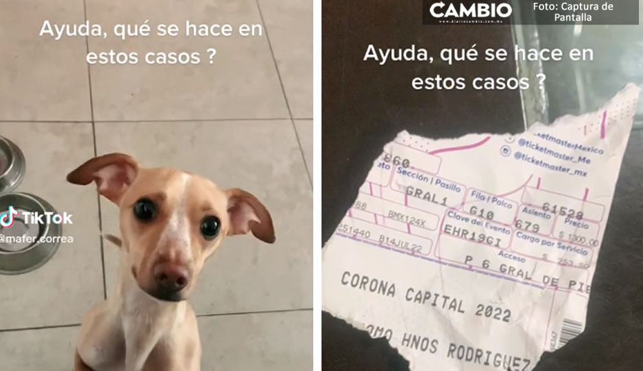 VIDEO: ¡Qué mala suerte! Perrito destroza boleto para el Corona Capital 2022 de su dueña