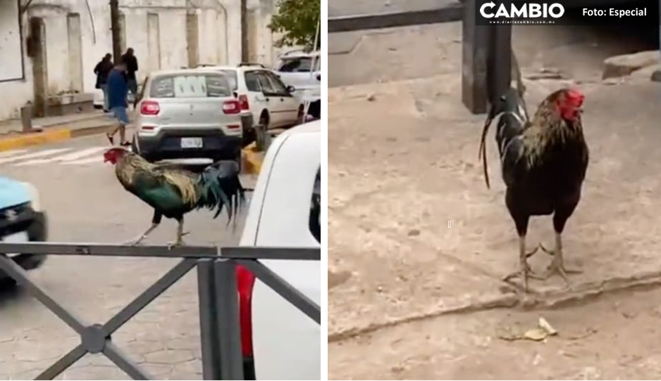 ¡Triste historia! Gallo lleva más de dos años esperando a su dueña afuera del hospital donde murió (VIDEO)