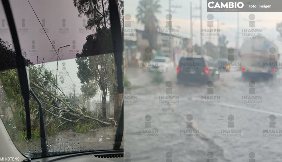 Tormenta de viernes tira árboles e inunda Bouelvard Carmelitas (FOTOS)