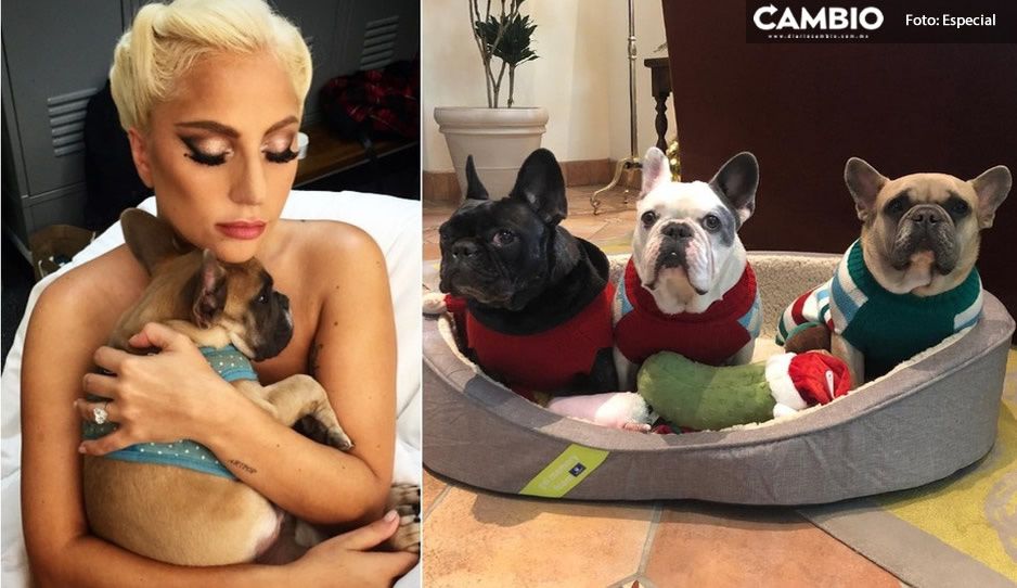 Detienen a secuestradores de perros de Lady Gaga; la fianza es de 20 millones cada uno