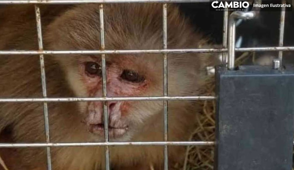 Conductor es detenido por tener un mono en peligro de extinción