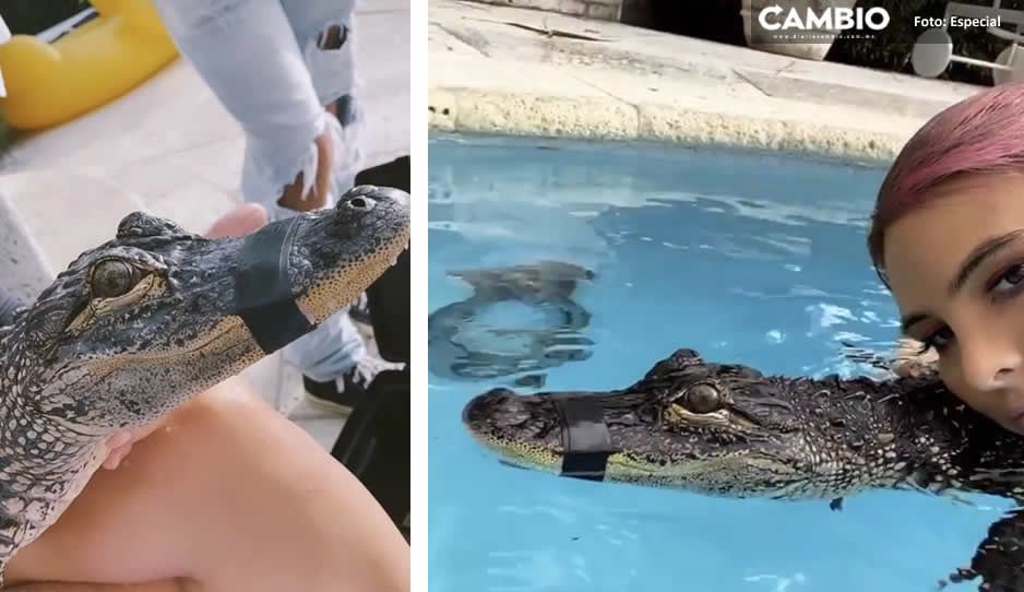 Internautas arremeten contra Lele Pons por nadar con un cocodrilo amordazado (VIDEO)