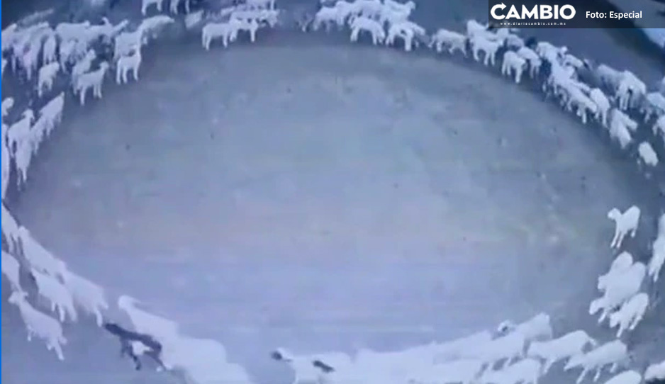 ¿Qué está pasando? Cientos de ovejas caminan en círculos durante días en China (VIDEO)