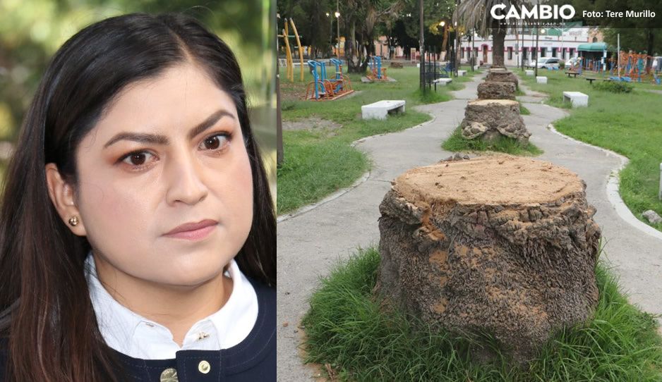 ¡Claudia ecocida! tala 13 palmeras en el Parque de Analco (FOTOS)